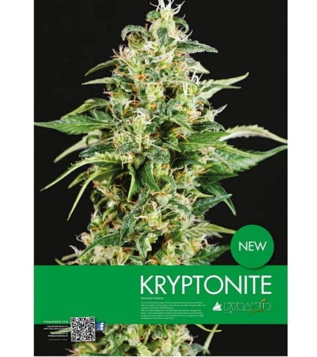 Kryptonite Feminized by Pyramid Seeds