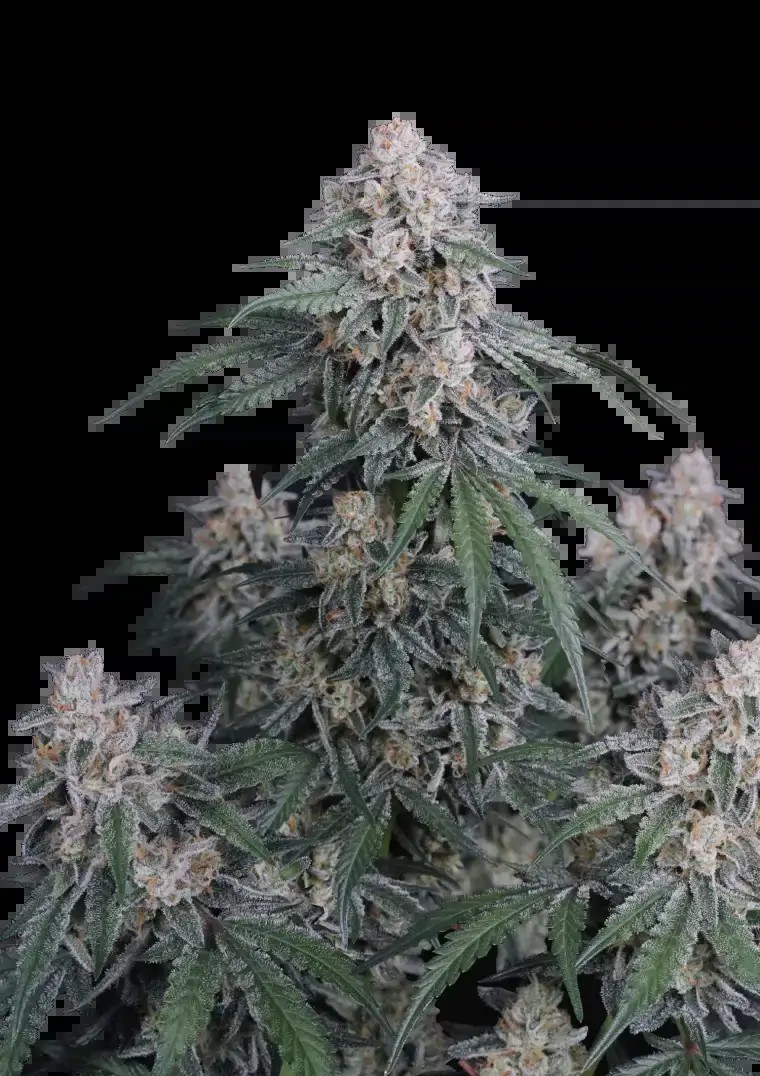 GMO Auto Autoflower by Fast Buds