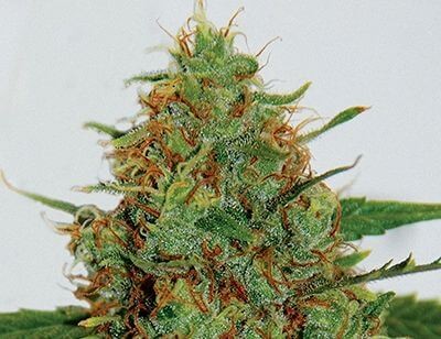 Cinderella 99 Feminized by G13 Labs