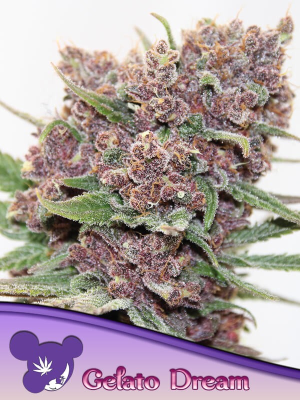 Gelato Dream Feminized by Anesia Seeds