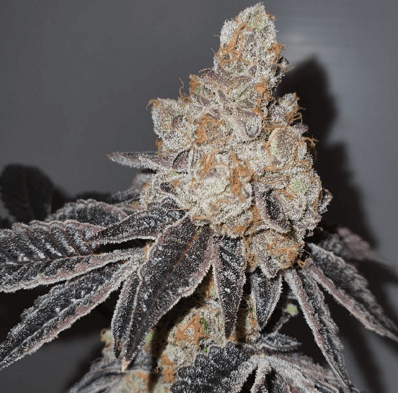 ForbiddentZ Feminized by Paisa Seeds