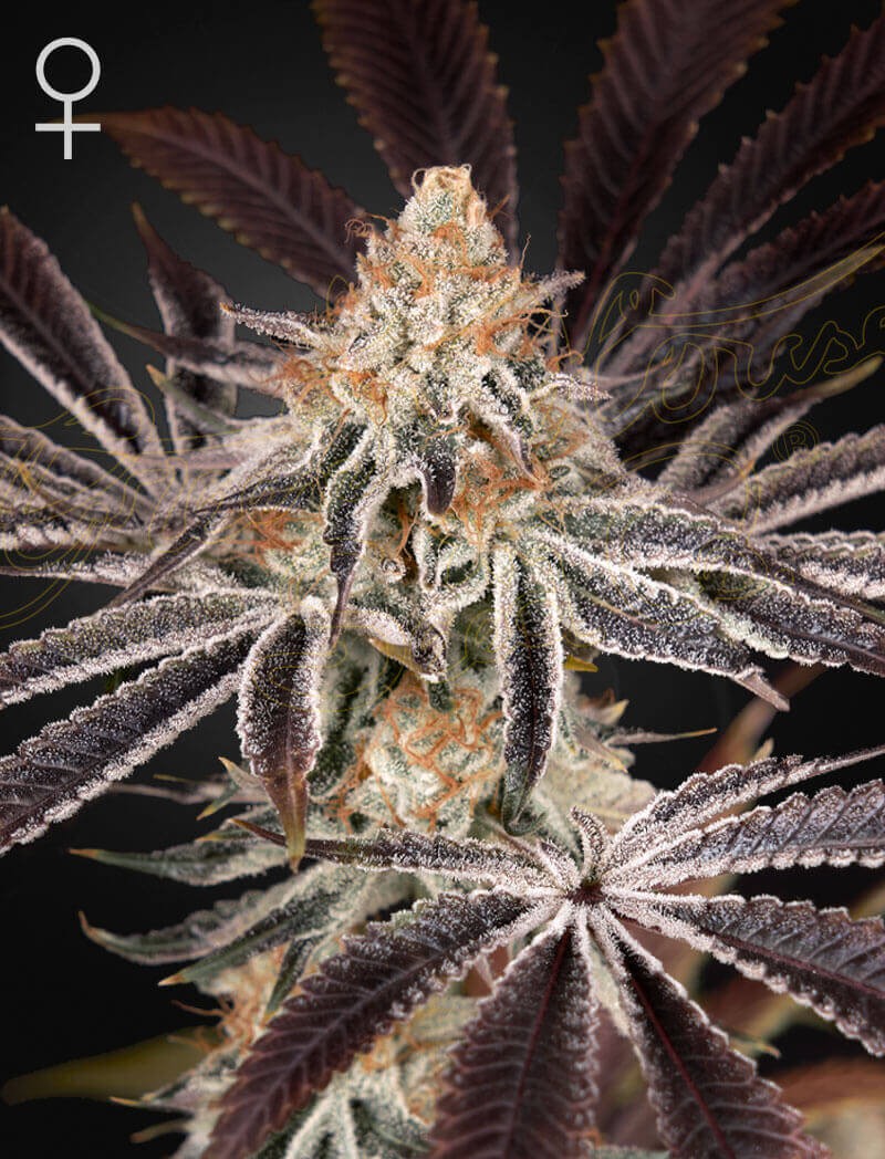 Dark Phoenix Feminized by Green House seeds