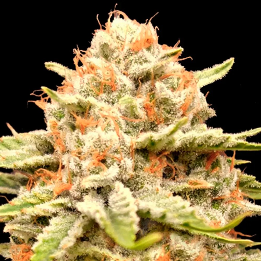 Garlicane Feminized by Advanced Seeds