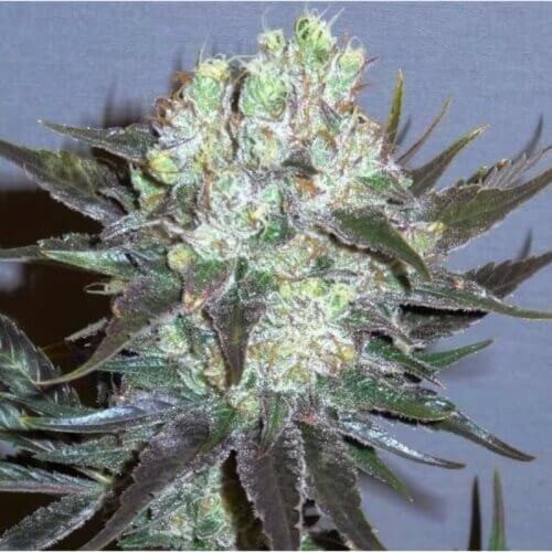 GG-48 Feminized by Nirvana