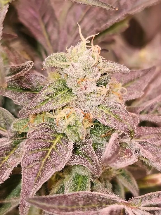 Guava Runtz Feminized by Karma Genetics