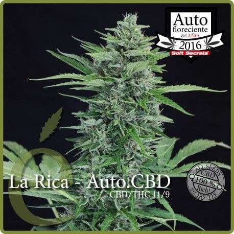 La Rica Auto CBD Autoflower by Elite Seeds