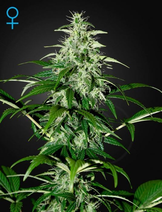 Kalashnikova Auto Autoflower by Green House seeds