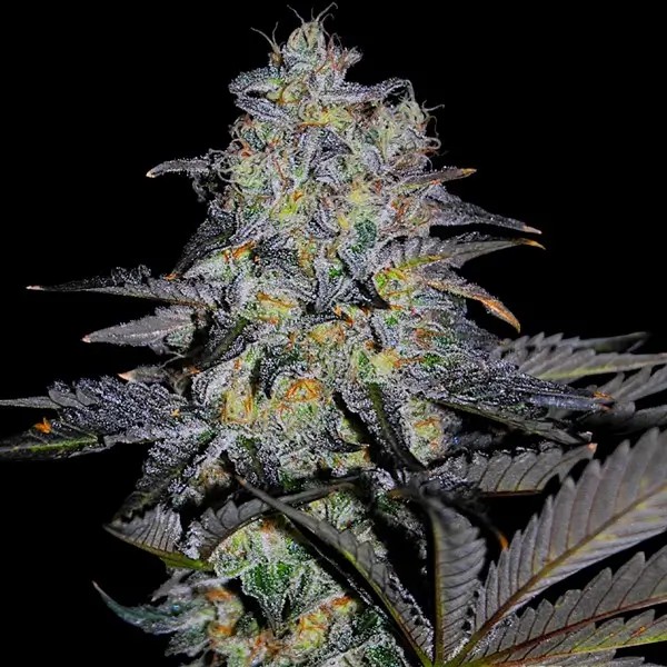 Magnetic Marker Feminized by G13 Labs