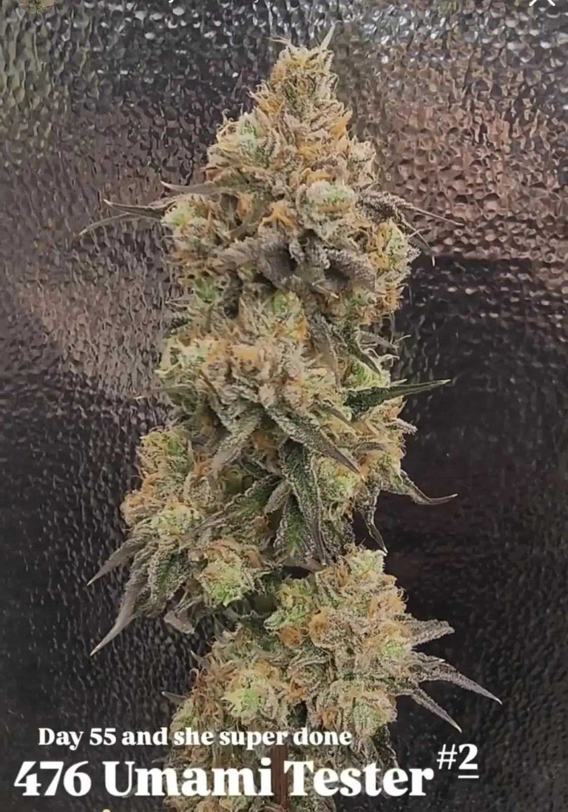Color Theory III Feminized by Umami Seeds Co