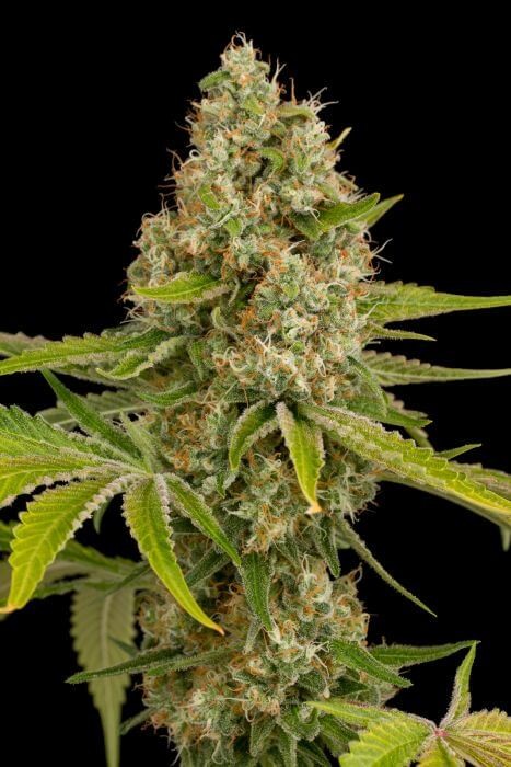 OG Kush Feminized by Dinafem