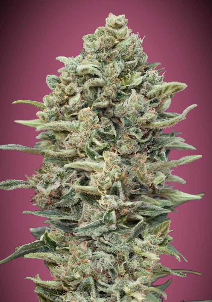 Gelato #33 Fast Feminized by Advanced Seeds