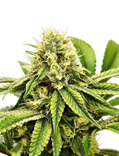 Jamon & Melon Feminized by The Grateful Seeds