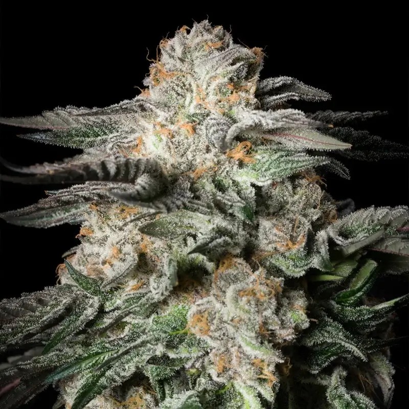 Mint Candy Feminized by Silent Seeds