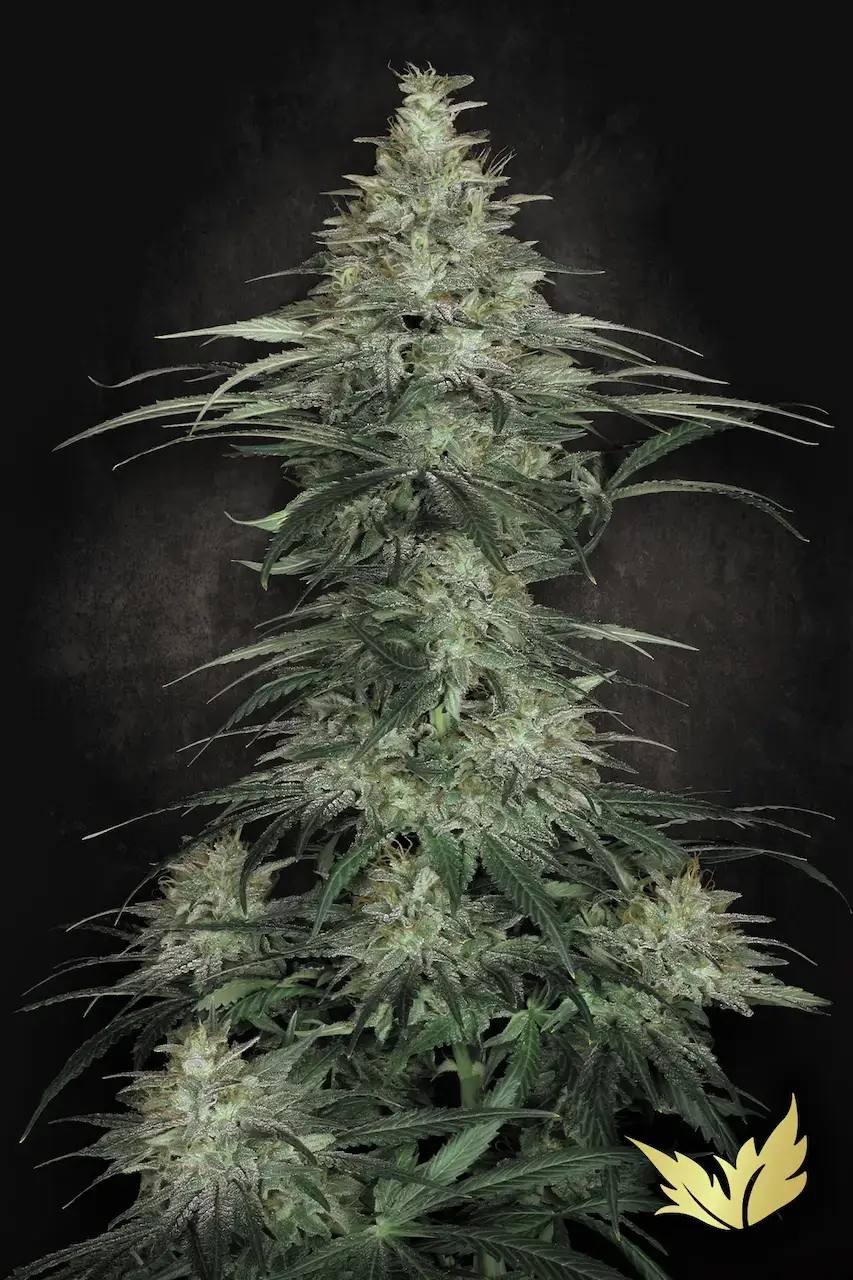 Sensi Star Feminized by Paradise Seeds