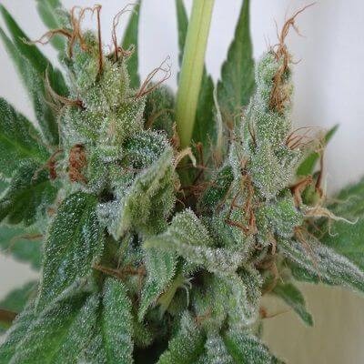 Kali China Feminized by Ace Seeds