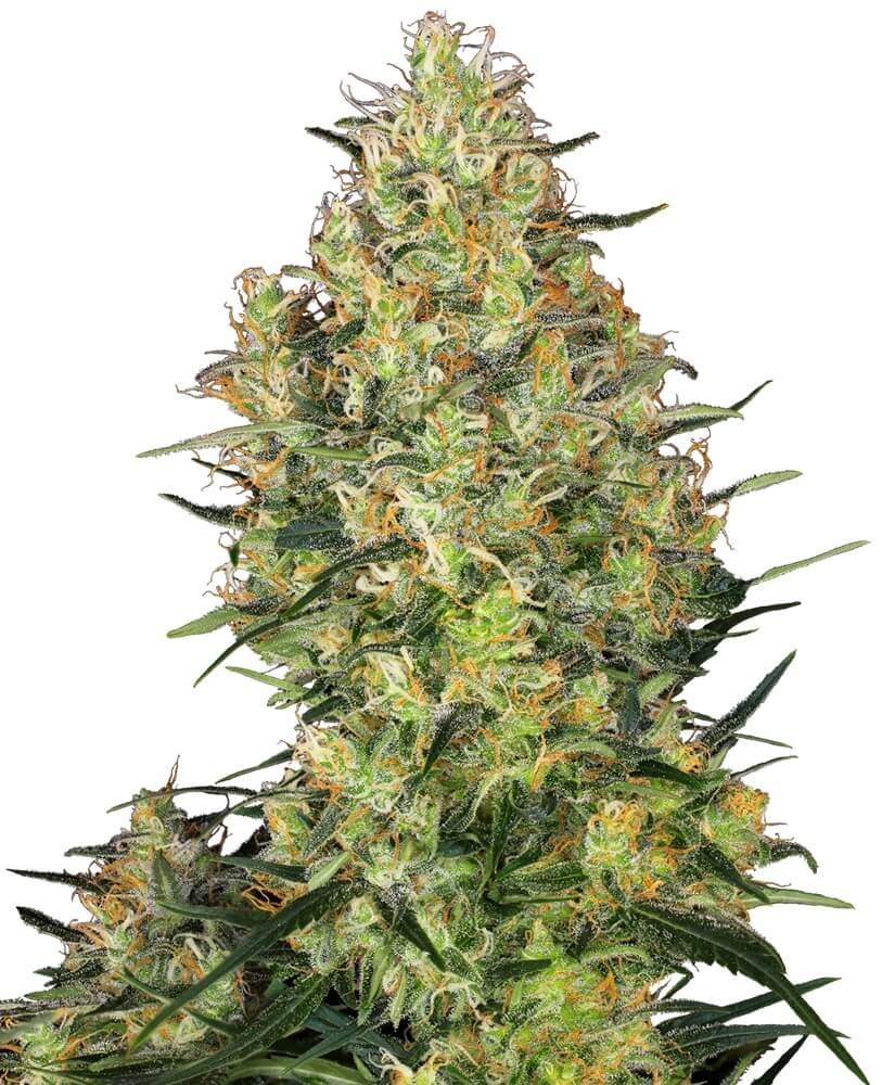 Shiva Skunk Feminized by Sensi Seeds