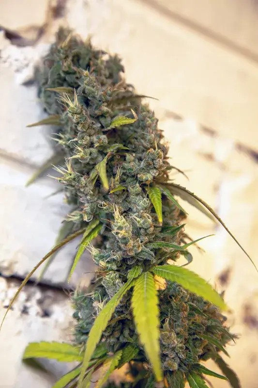 Gelita Feminized by Reggae Seeds