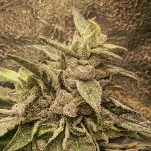 Deep Chunk Regular by cannapot