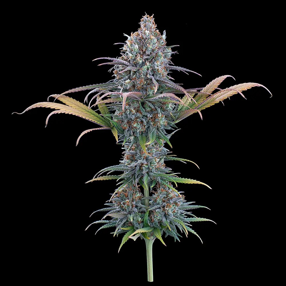 Cinderella Purple Feminized by Brothers Grimm Seeds