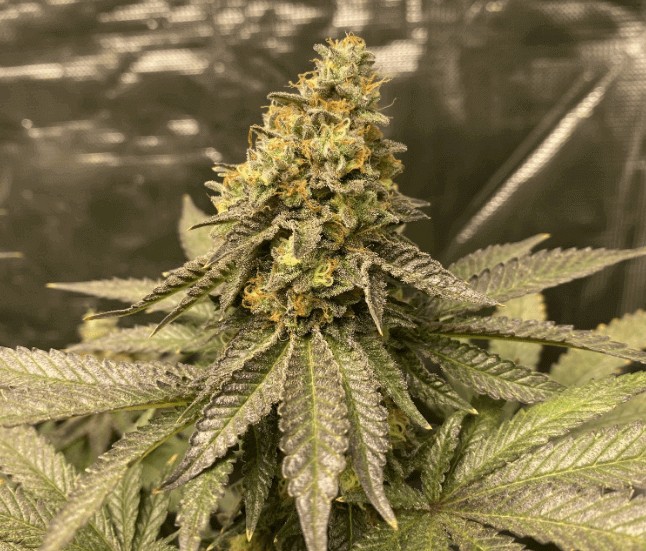 Girl Scout Cookies Auto Autoflower by Blimburn Seeds