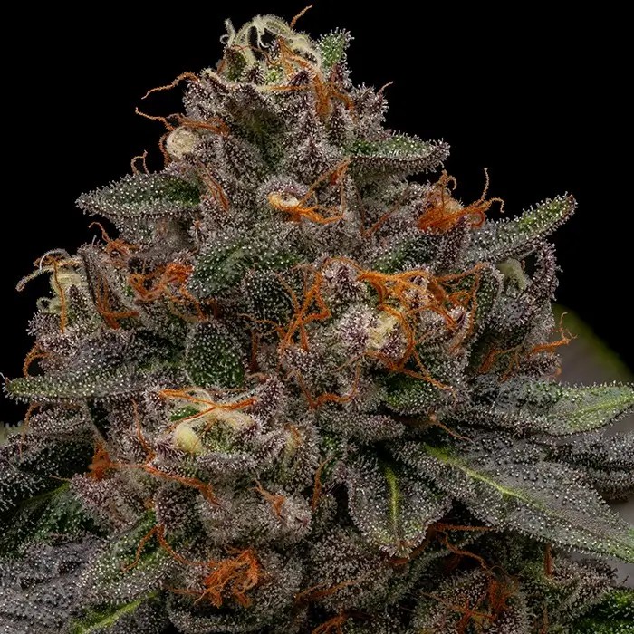 Korenji Feminized by Ripper Seeds