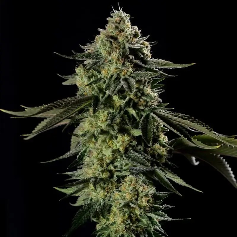 Rainbow Gas Feminized by Silent Seeds