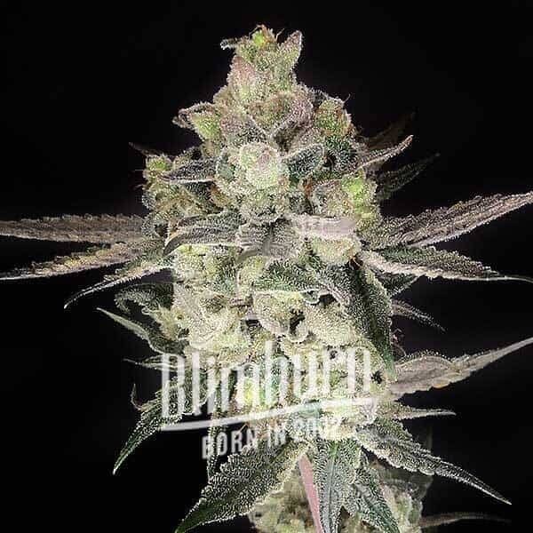 Gary Payton Feminized by Blimburn Seeds