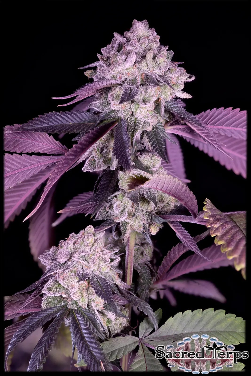 Jealousy Feminized by Sacred Terps