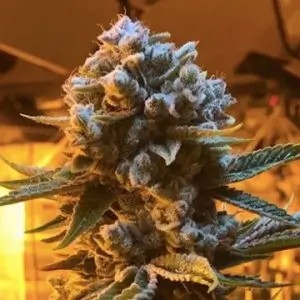 Glukies BX Feminized by Black Farm Genetix