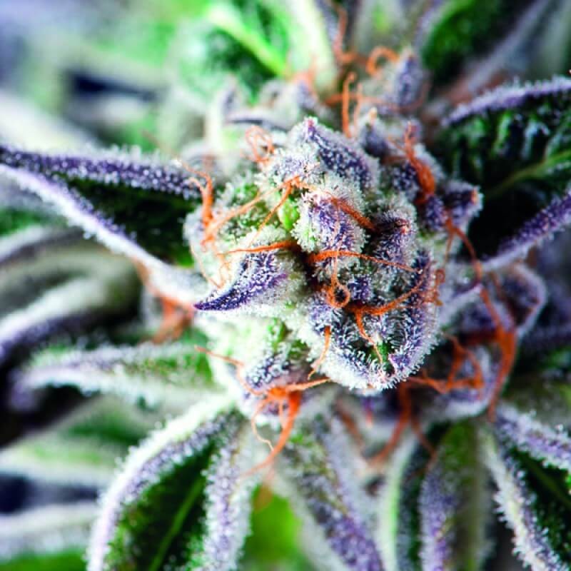 Do-Si-Dos Feminized by Pyramid Seeds