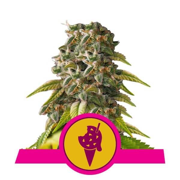 Cookies Gelato Feminized by Royal Queen Seeds