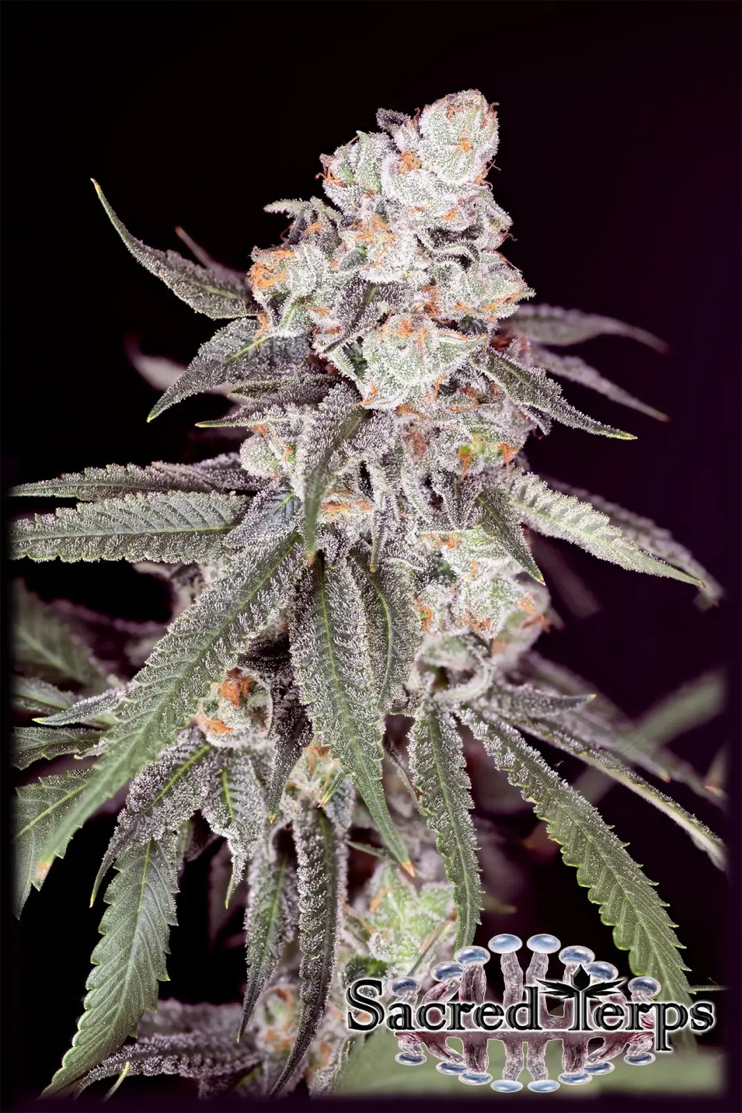 Gary Payton Feminized by Sacred Terps