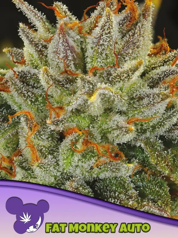 Fat Monkey Auto Autoflower by Anesia Seeds