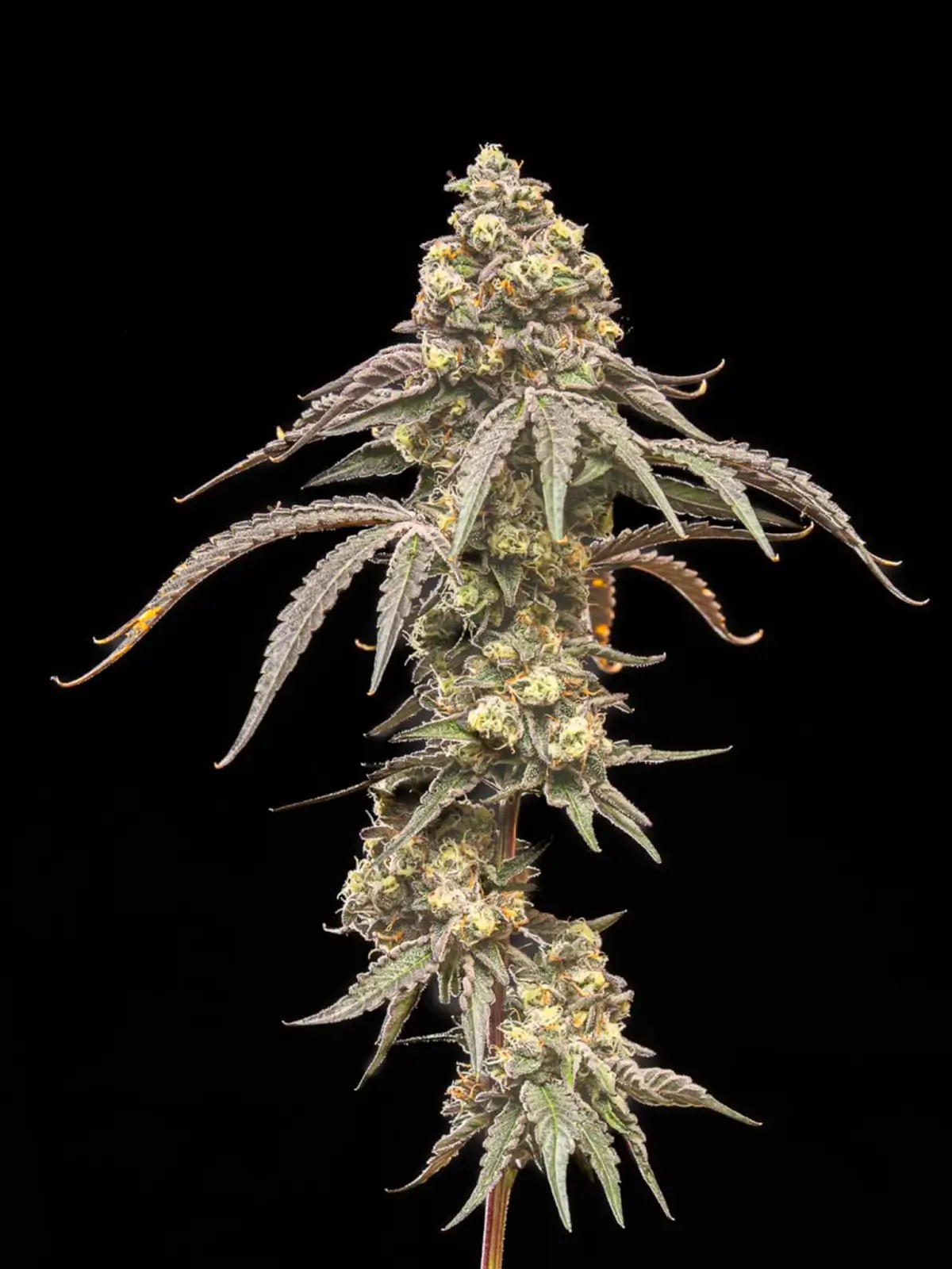 Creamy Kush Gas Feminized by World Breeders