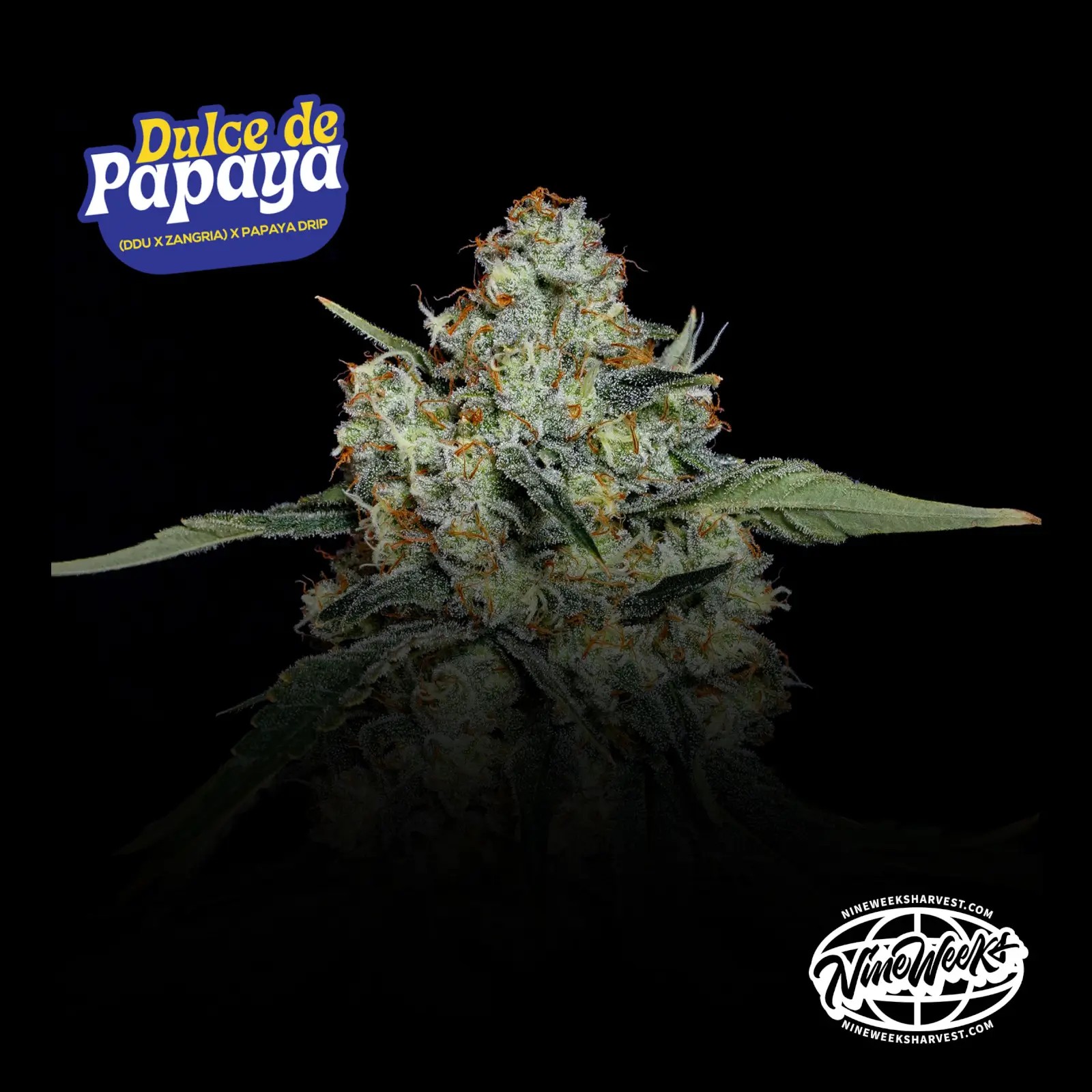 Dulce de Papaya Feminized by Nine Weeks Harvest