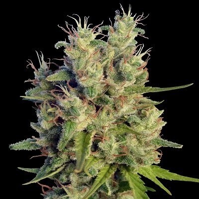 Super Malawi Haze Regular by Ace Seeds