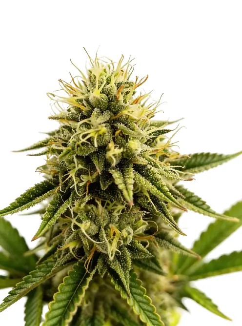 Kinky Pam Feminized by The Grateful Seeds