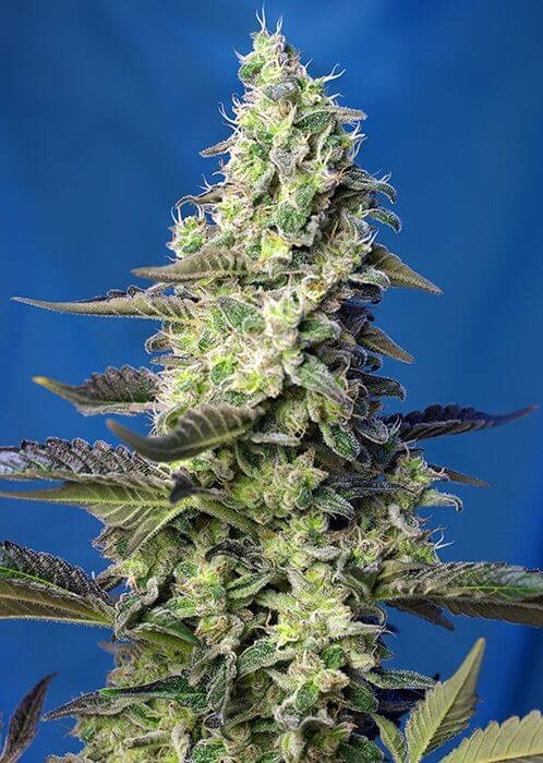 Green Poison XL Auto Autoflower by Sweet Seeds