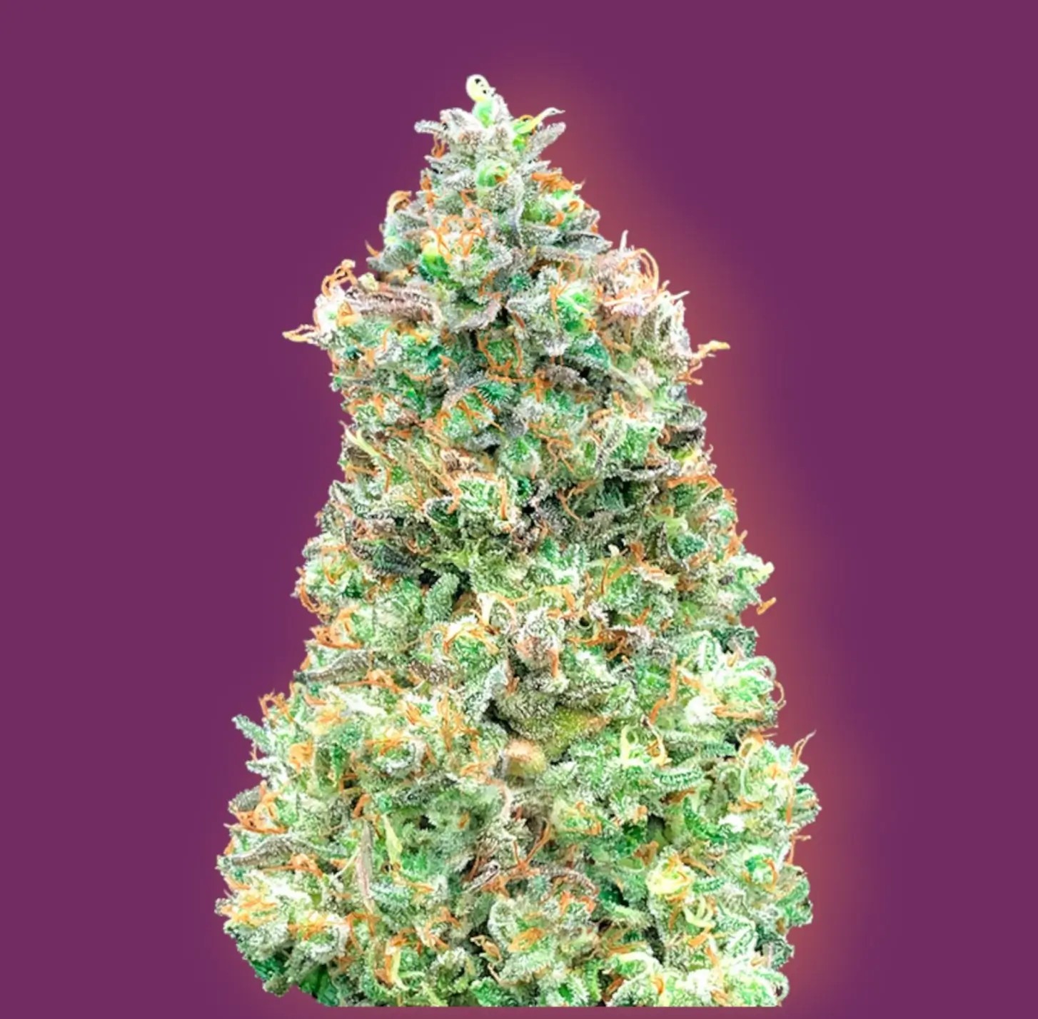 Critical Mass Fast Feminized by Advanced Seeds