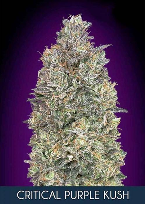 Critical Purple Kush Feminized by Advanced Seeds