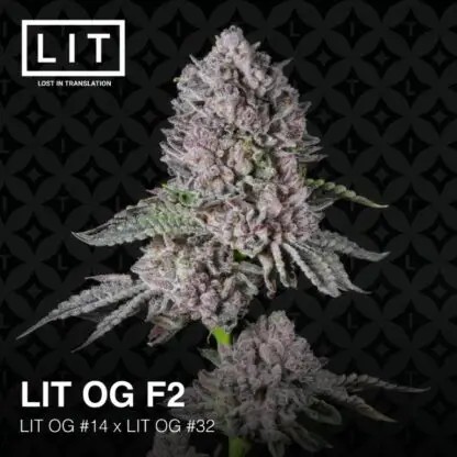LIT OG F2 Feminized by LIT Farms