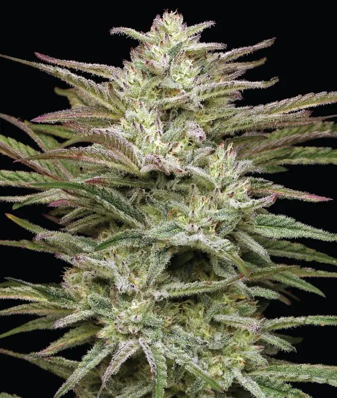 Jelly Donutz Feminized by Humboldt Seed Company