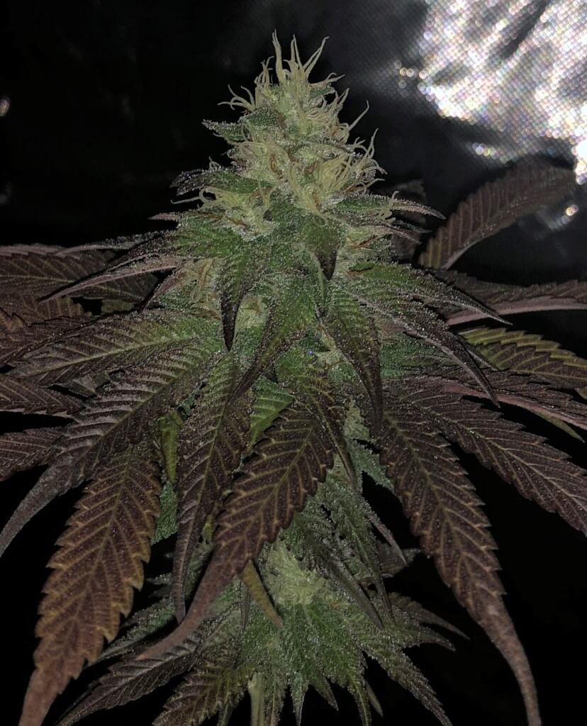 Purple Strawberry Sherbert Feminized by Pheno Finder Seeds