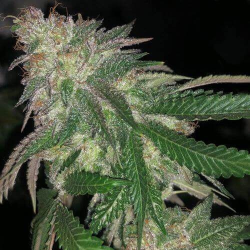 Kuntz Feminized by Pheno Finder Seeds
