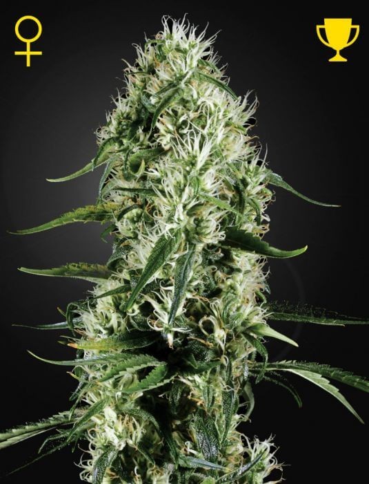 Super Silver Haze Feminized by Green House seeds