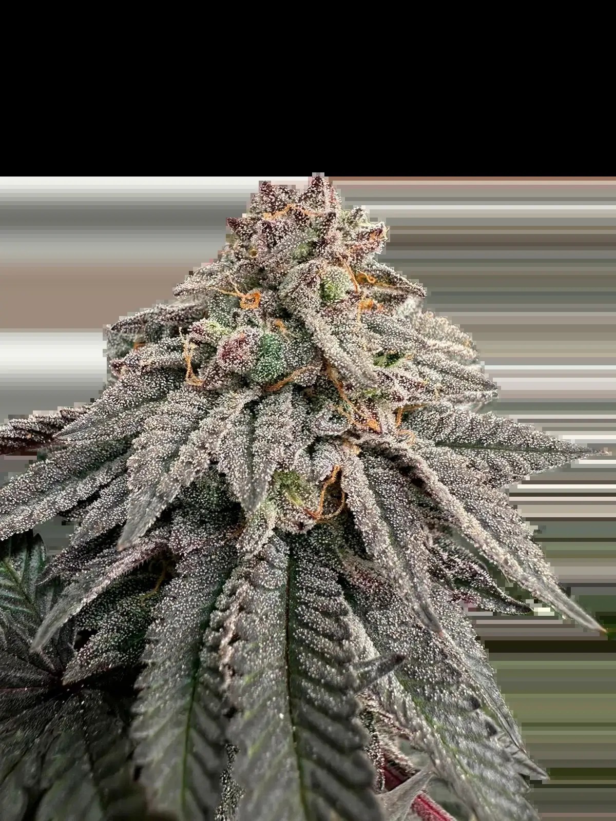 Hash Belt Feminized by The Grateful Seeds