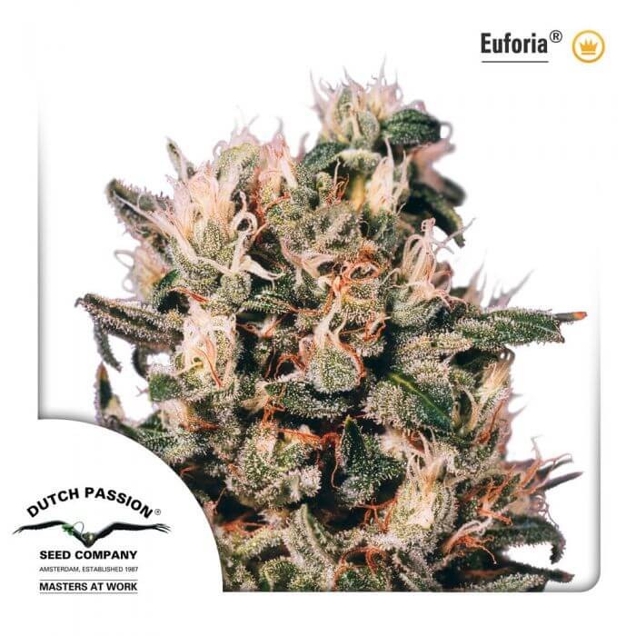 Euforia Regular Regular by Dutch Passion