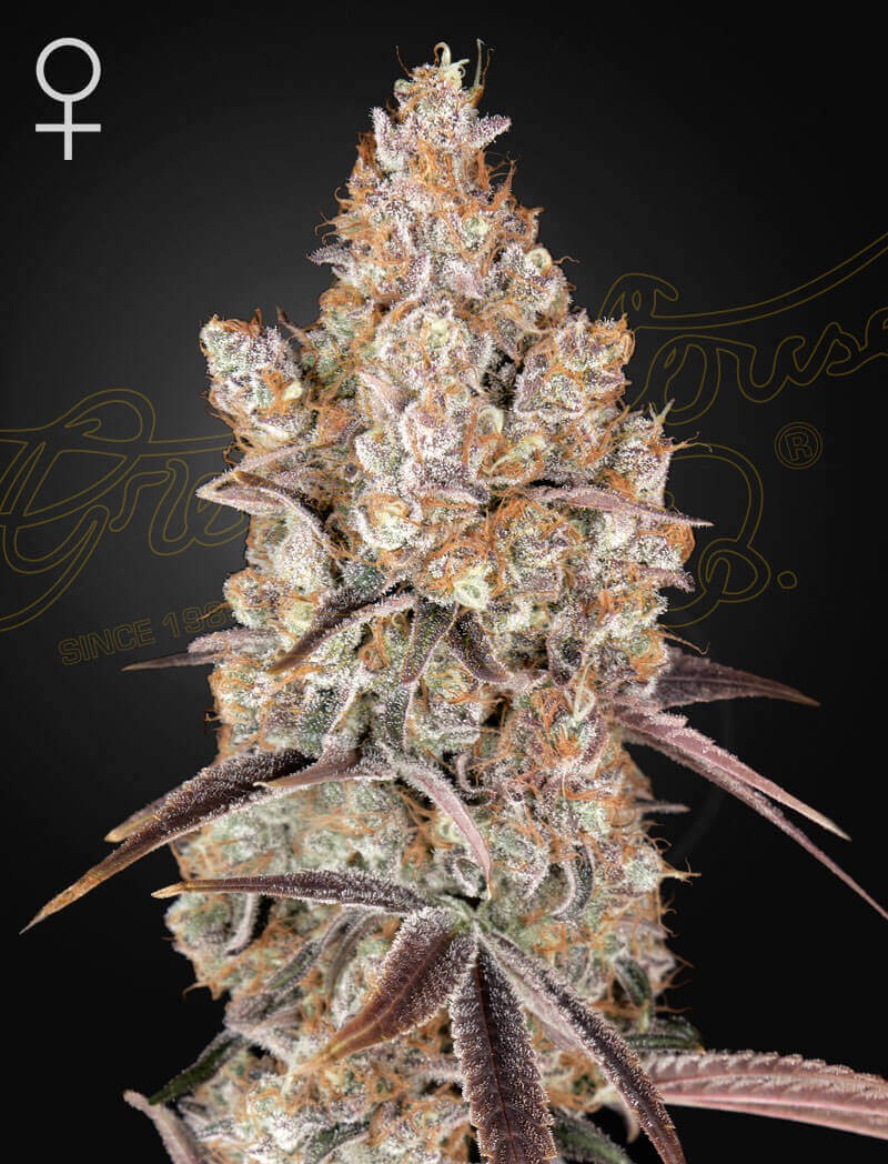 Holy Snow Feminized by Green House seeds
