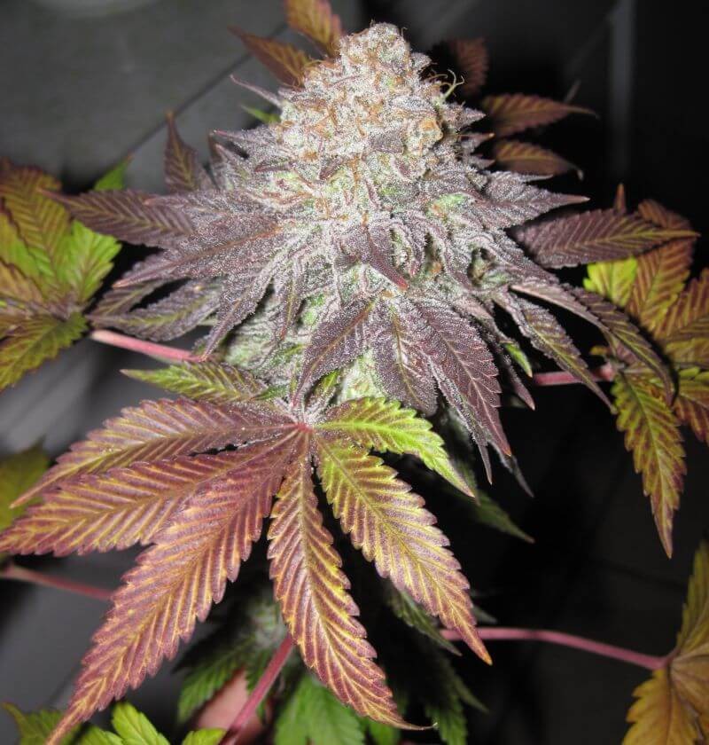 Fruit Cup Feminized by The Cali Connection