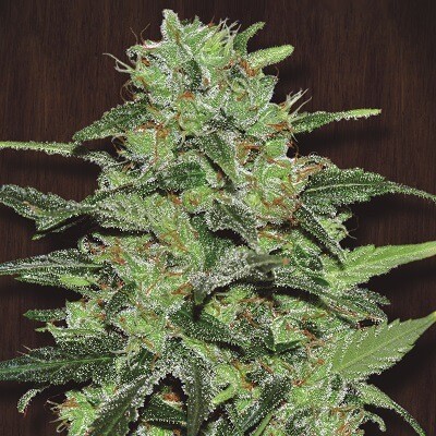 Malawi Feminized by Ace Seeds